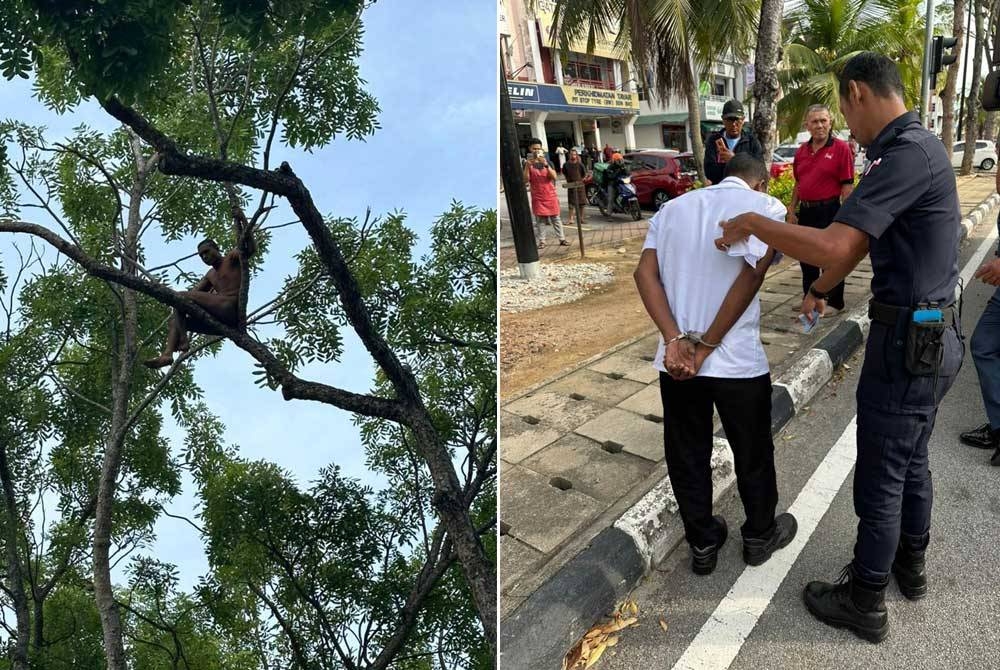 Seorang lelaki tidak siuman tersangkut di salah sebatang pokok di Seberang Jaya dalam kejadian pagi Selasa.