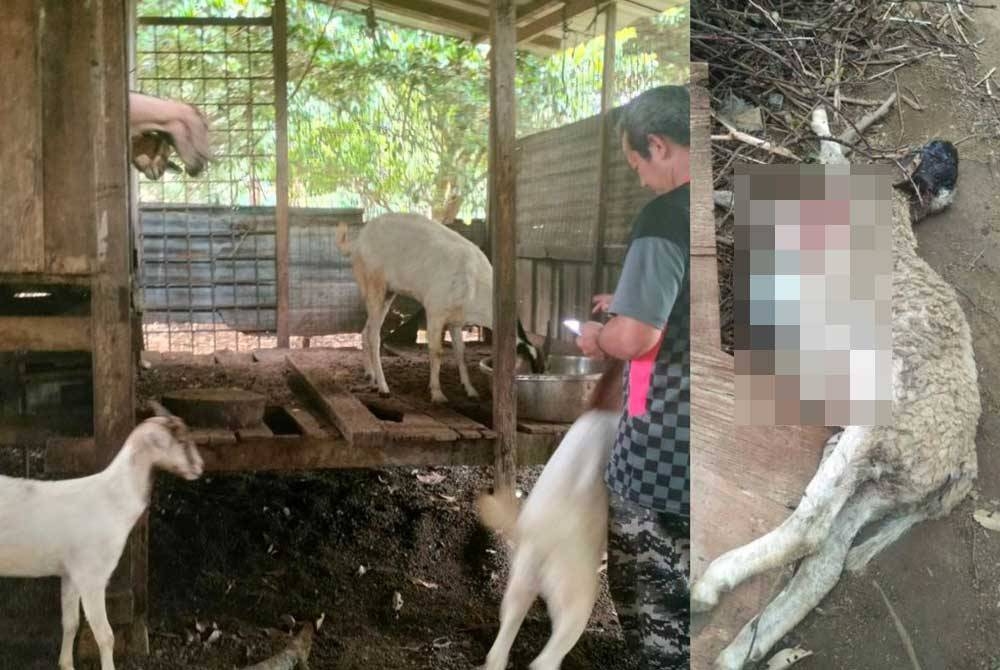 Wan Mohd Suffian memberi makan kepada enam ekor kambing yang terselamat di kandang miliknya di Kampung Batu Hitam pada Khamis. Gambar kanan: Ternakan milik penternak yang dikatakan dibaham Harimau Kumbang.