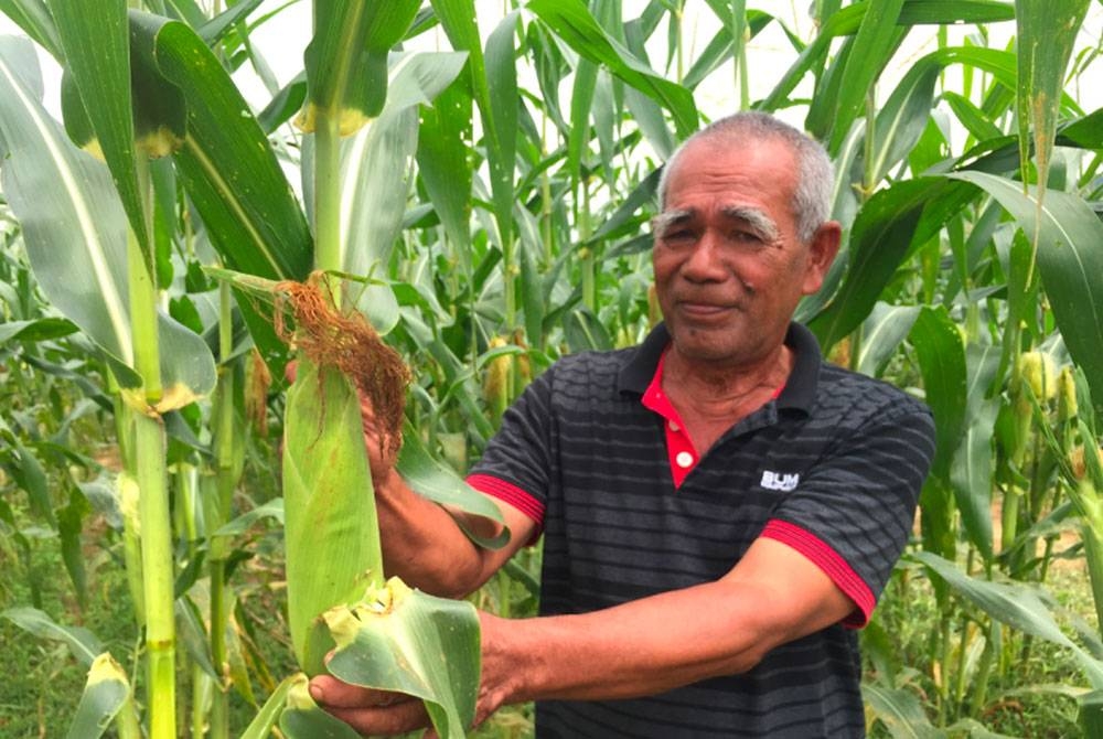 Kamarulzzaman menunjukkan jagung yang dihasilkan bebas dari ulat.