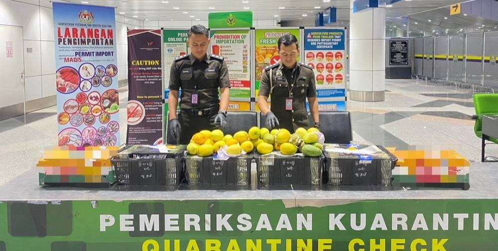 Pegawai Maqis menunjukkan antara mangga yang dirampas pihaknya di KLIA1 pada Selasa.