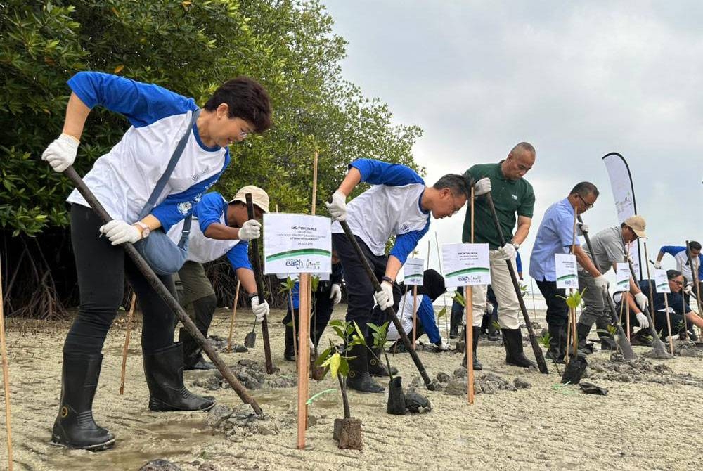 Sukarelawan menanam pokok bakau pada program pembersihan pantai dan penanaman pokok bakau&#039; di Tanjung Tuan, Port Dickson.