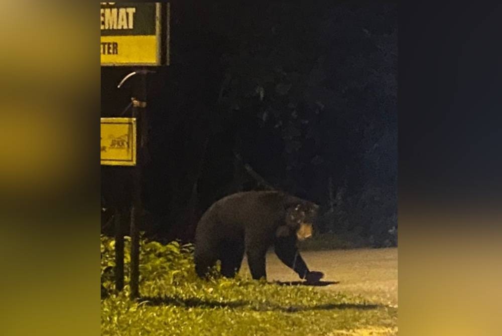 Seekor beruang yang sempat dirakam setelah dilihat berkeliaran di sekitar Kampung Kemat di Hulu Terengganu sejak seminggu lalu. - Foto ihsan penduduk