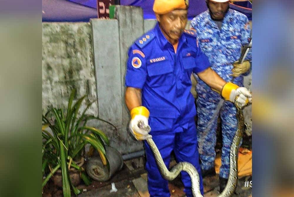 Seorang anggota APM menunjukkan ular sawa sepanjang 2.5 meter yang berjaya ditangkap.