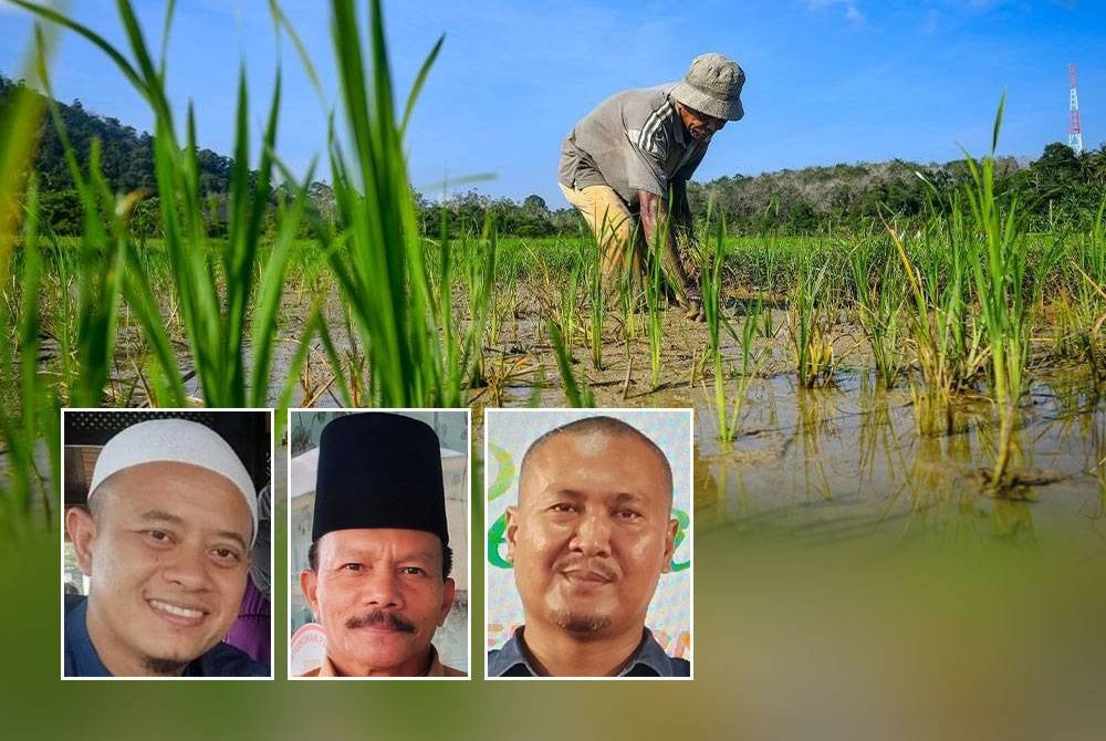 Rata-rata pesawah bersetuju dengan kadar kenaikan subsidi harga padi yang diumumkan kerajaan. - Gambar hiasan, gambar kecil dari kiri: Aswadil Khairi, Ishak, Abdul Rashid