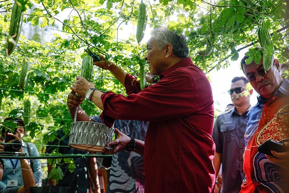 Ahmad Zahid memetik peria ketika melawat kebun komuniti pada Majlis Pelancaran Beyond Benih Nasional 2023 di Pejabat Majlis Pengurusan Komuniti Kampung (MPKK) Sungai Gulang- Gulang, hari ini. Foto Bernama