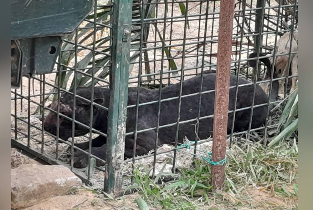 Seekor harimau kumbang jantan berjaya masuk perangkap yang dipasang Perhilitan Perak di Kampung Bawong, Sungai Siput pada Ahad. Foto ihsan pembaca