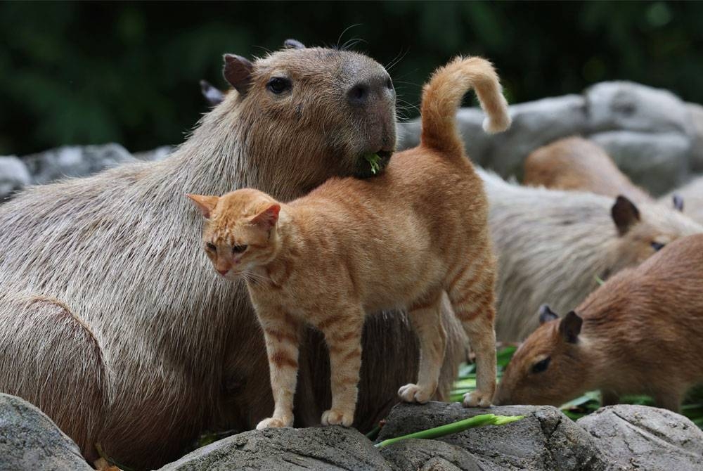 Kehadiran ‘Oyen’, kucing yang tular ‘bersahabat’ baik dengan tikus gergasi, capybara telah melonjakkan kedatangan pengunjung ke Zoo Negara hingga melebihi 3,000 orang pada hujung minggu. - Foto Bernama