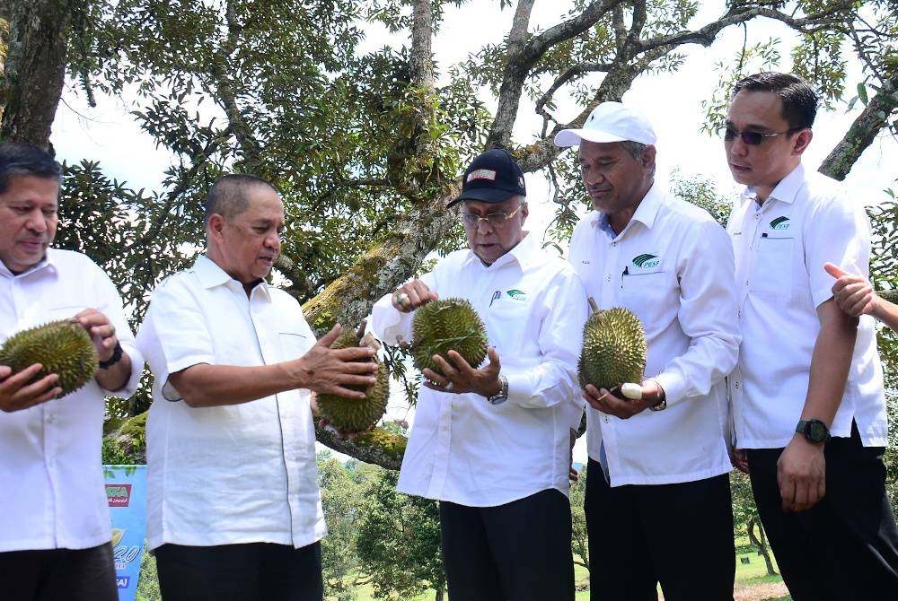 Zamri (tengah) melihat durian D24 dan IOI yang gugur di Ladang Kampung Mahkota selepas program Moh Kendurian Pasfa di Ladang Kampung Mahkota, di sini pada Selasa.