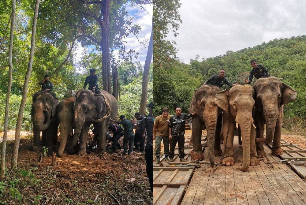 Kakitangan PKGK dan Perhilitan Perak membantu memindahkan Yob Poi yang berjaya ditangkap di Pos Poi, Sungai Siput pada Rabu. - Foto: Ihsan pembaca