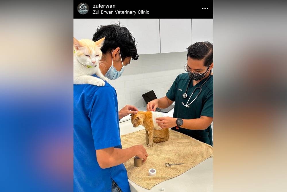 Oyen kini dalam keadaan baik dan stabil selepas menerima rawatan di Zul Erwan Veterinary Clinic.