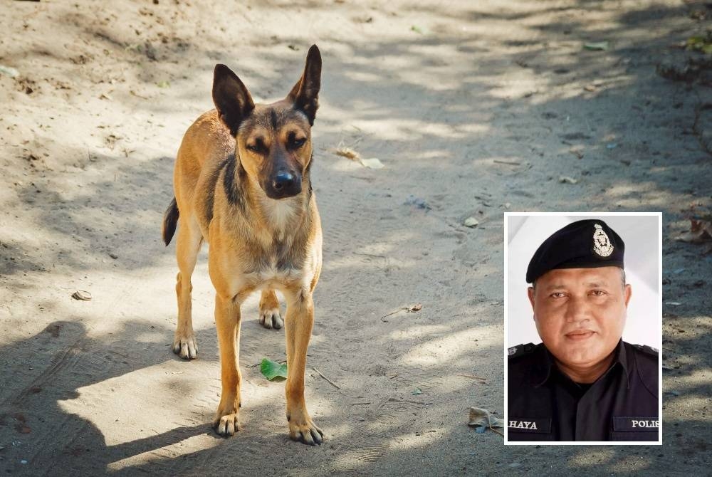 Seorang remaja patah tulang bahu selepas basikal yang ditunggangnya terlanggar tembok rumah penduduk akibat dikejar seekor anjing di Taman Rapat Permai di Ipoh pada Ahad. - Gambar hiasan 123rf (Gambar kecil: Yahaya)