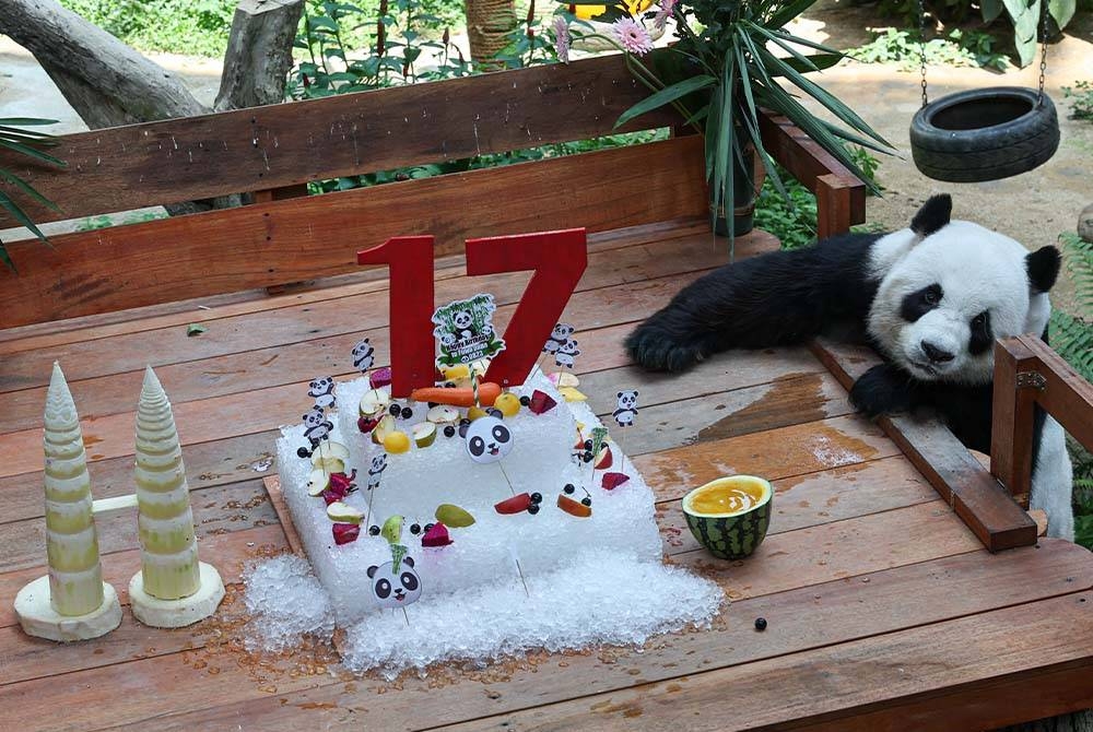 Fu Wa dan Feng Yi yang ditempatkan di Pusat Konservasi Panda Gergasi Zoo Negara sejak 2014, menyambut ulang tahun ke-17 pada Rabu. - Foto Bernama