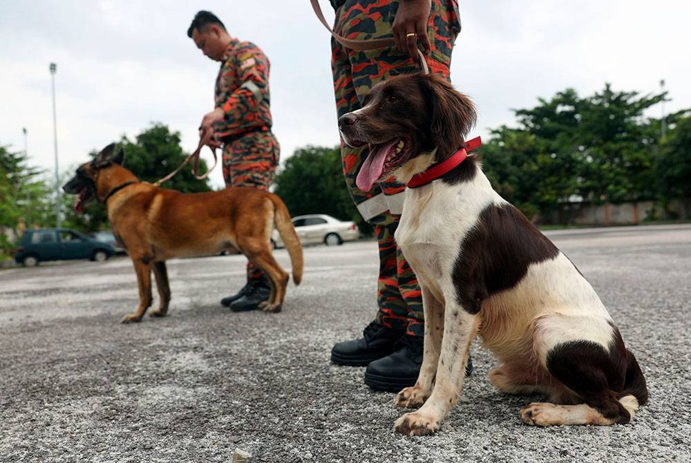 Anjing jenis English Springer Spaniel bernama &#039;Frankie&#039; (kanan) dan anjing jenis Belgian Shepherd bernama &#039;Tipo&#039; (kiri) ketika sesi latihan stamina sebagai persiapan untuk perbarisan Hari Kebangsaan ke-66 di Unit Pengesan (K9) Jabatan Bomba dan Penyelamat Malaysia (JBPM), baru-baru ini. - Foto Bernama