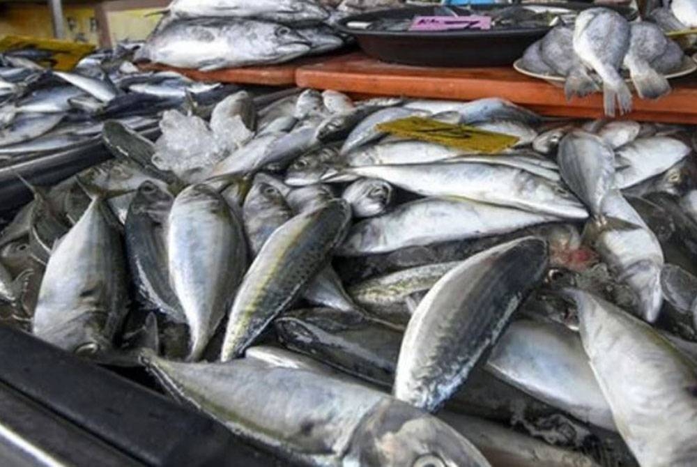 Produk ikan bajet ini diimport terus dari negara Islam seperti Oman, Yaman, Pakistan, India dan Indonesia.