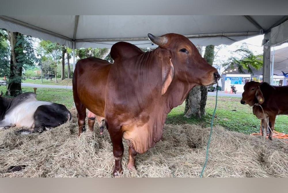 Lembu sado dipamerkan sempena Sambutan Hari Veterinar dan Hari Kebajikan Haiwan Tahun 2023 di MAEPS Serdang.