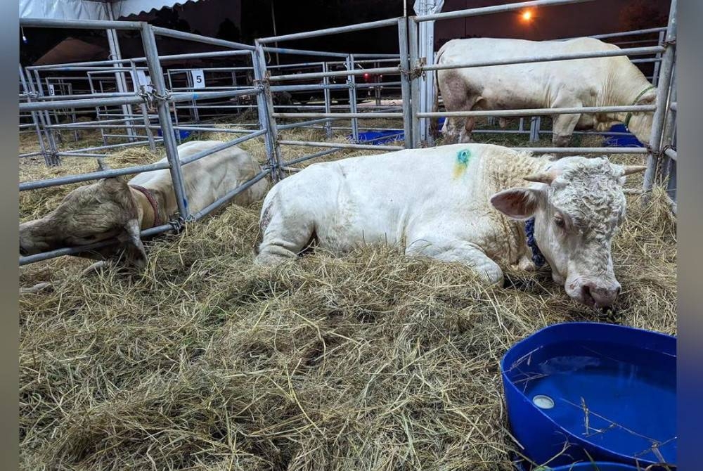 Aktiviti pameran dan jualan pelbagai jenis baka kambing memeriahkan lagi sambutan Hari Veterinar dan Hari Kebajikan Haiwan Tahun 2023 di MAEPS Serdang.