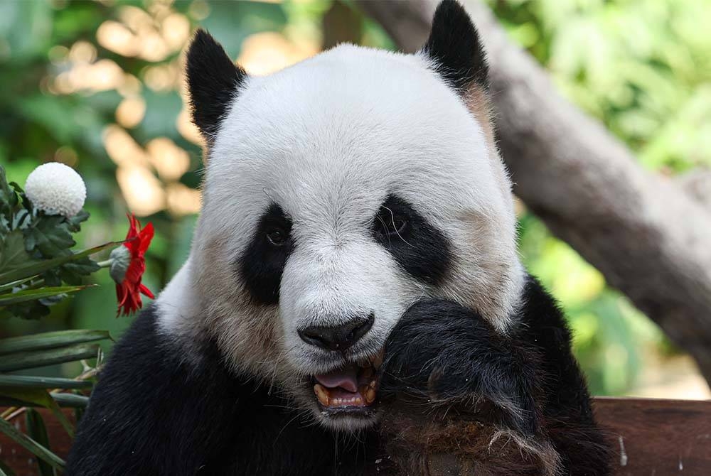 Xing Xing bergambar di hadapan kamera semasa Majlis Sambutan Hari Lahir 2023 di Pusat Konservasi Panda Gergasi di Zoo Negara pada Rabu minggu lalu. - Foto Bernama