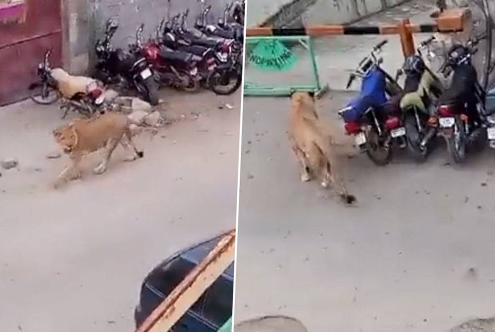 Seekor singa terlepas dari kereta sehingga mencetuskan panik orang ramai di Karachi, Pakistan. - Agensi