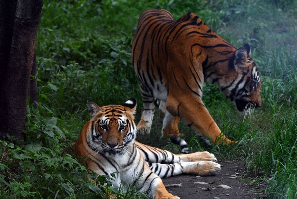 Penguatkuasaan lebih tegas perlu dilaksanakan dalam usaha melindungi hidupan liar terutama harimau di negara ini. - Gambar hiasan