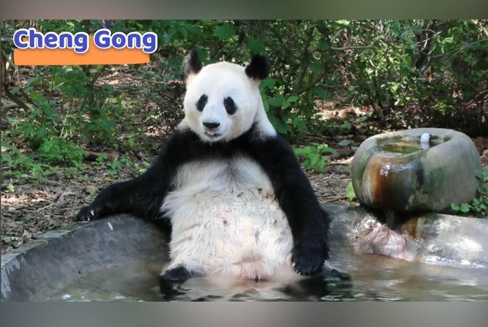 Panda betina,Cheng Dong dilaporkan mati pada Ahad di Pangkalan Penyelidikan Pembiakan Panda gergasi Chengdu. - Agensi