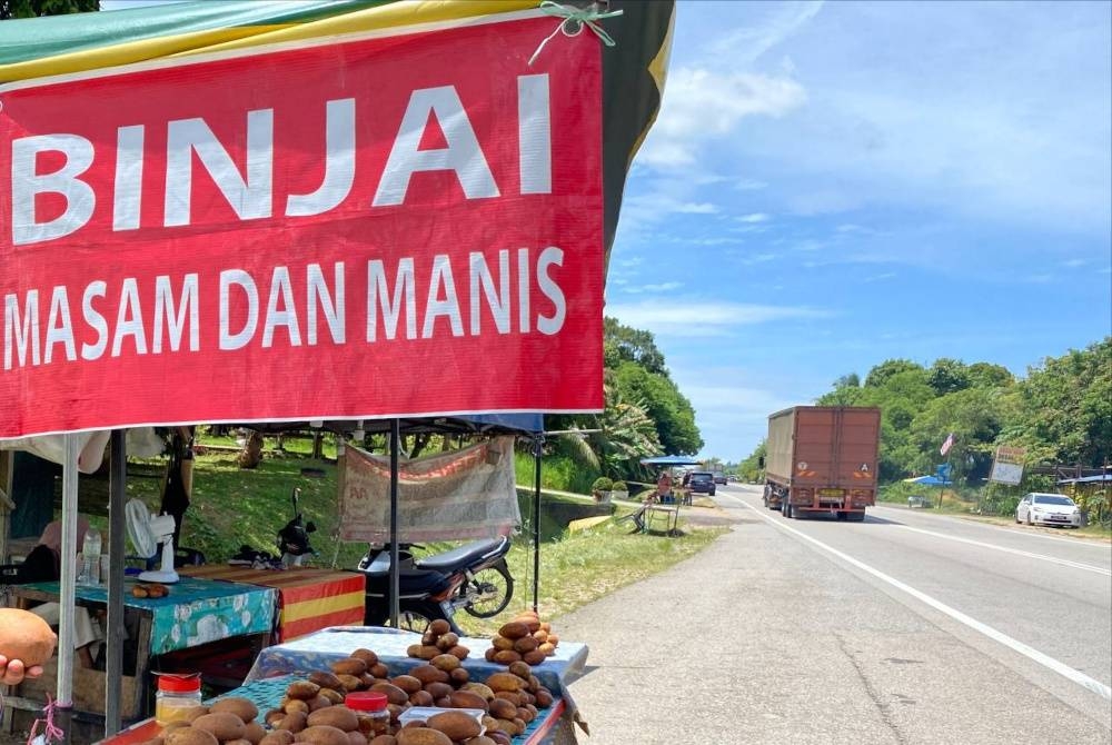 
Tinjauan Sinar Harian di sekitar jajahan Machang mendapati lebih 100 gerai menjual buah binjai wujud umpama cendawan selepas hujan di sepanjang jarak lima kilometer dari Kemuning sehinggalah ke sempadan Kuala Krai.