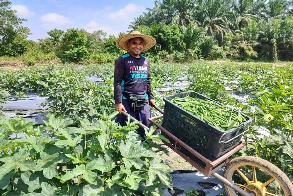 Alif Dzulfarhan menunjukkan sayur yang baru dipetiknya dari ladangnya.