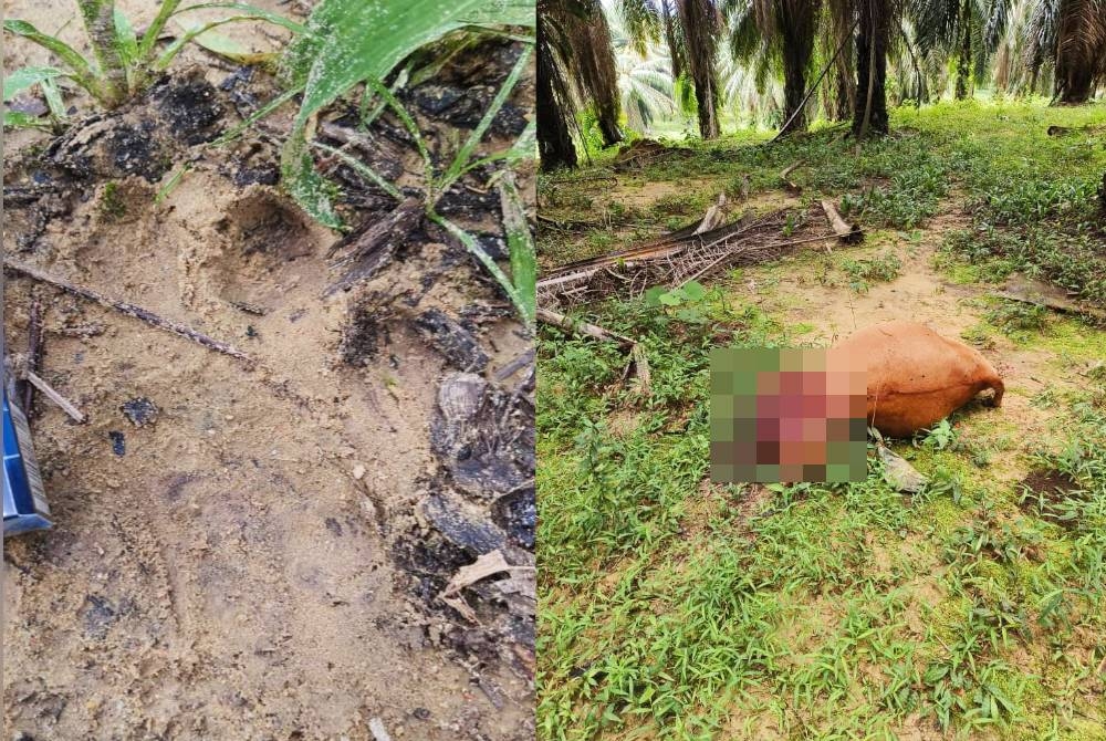 Kesan tapak kaki dipercayai milik harimau belang. Keadaan bangkai lembu yang dijumpai dipercayai dibaham harimau belang dalam kejadian di Kampung Air Panas, Gerik. - Foto ihsan pembaca