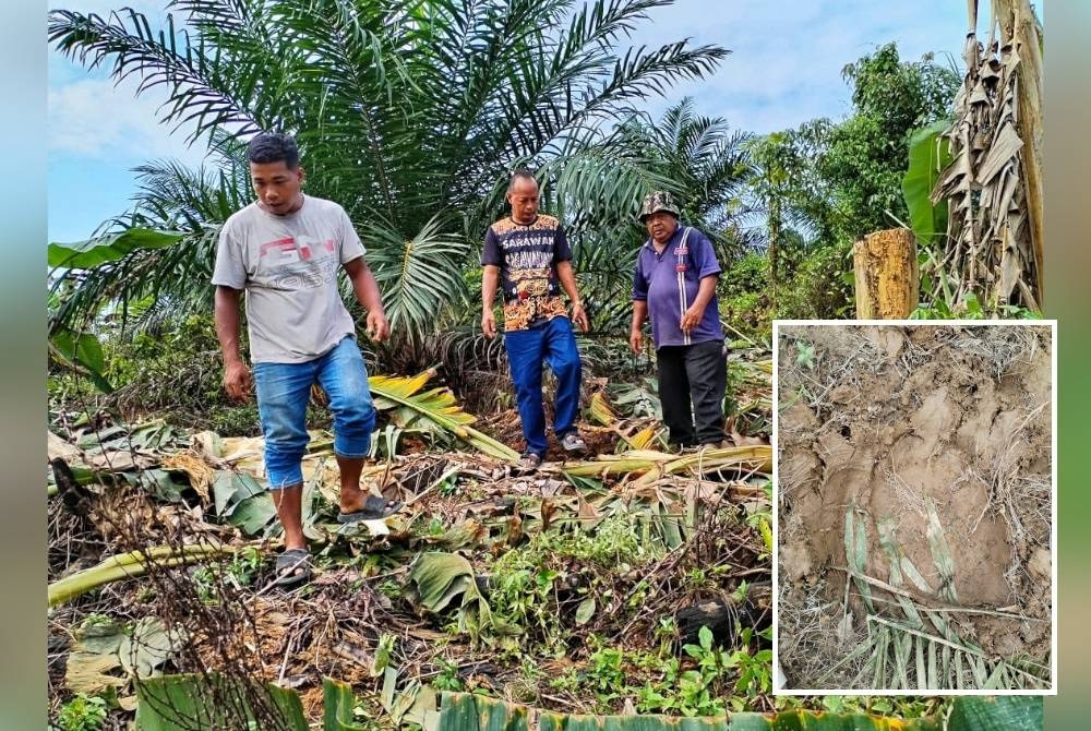 Dari kiri: Mohd Isa, Azmi dan Said meninjau kawasan kebun di Kampung Bukit Munduk, Setiu yang dimusnahkan oleh sekumpulan gajah liar. (Gambar kecil: Kesan tapak kaki gajah)