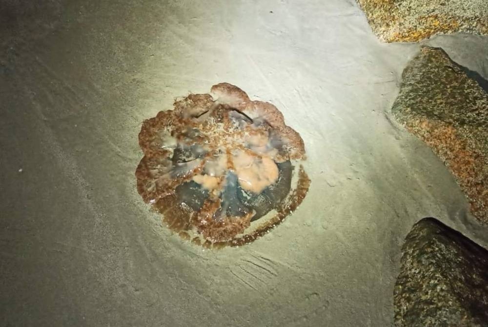 Ubur-ubur yang dijumpai di Pantai Pulau Kekabu di Marang. - Foto Ihsan pembaca