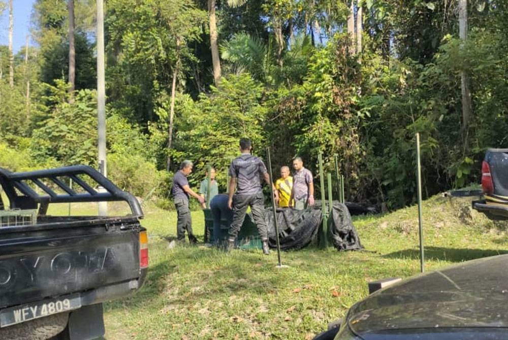 Perhilitan memeriksa harimau kumbang yang berjaya ditangkap di Kuala Pilah pada Isnin.