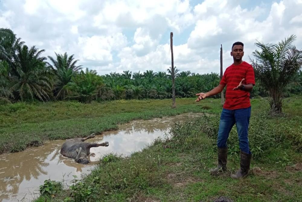 
Yoovan menunjukkan salah seekor kerbaunya mati di ladang berkenaan.