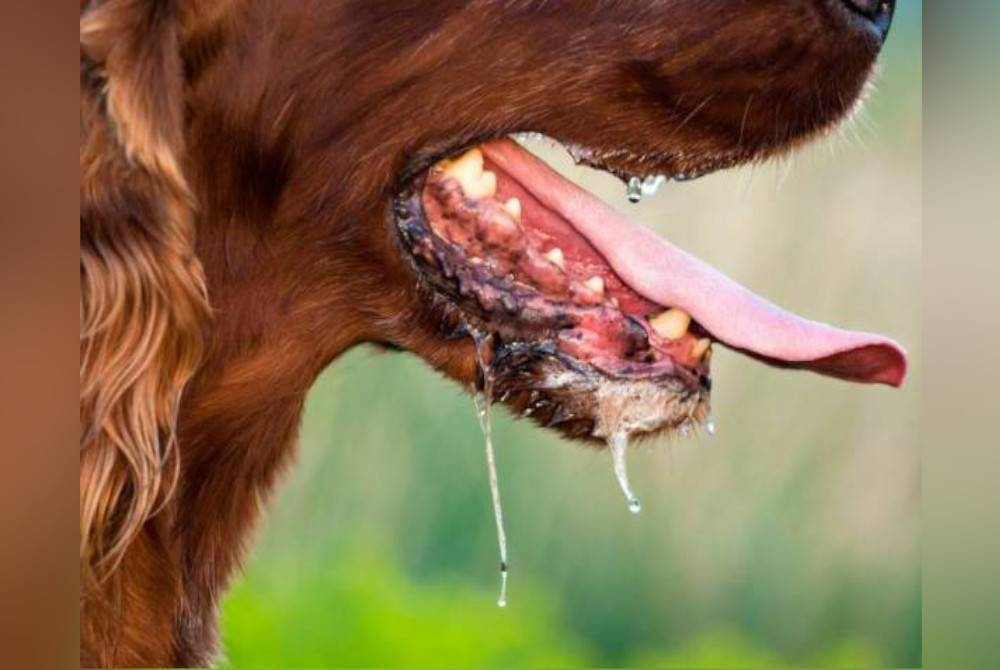 DVS menjalankan pelbagai tindakan dalam mencegah, mengawal dan membasmi penyakit rabies daripada menular dan muncul semula di dalam negara. - Gambar hiasan