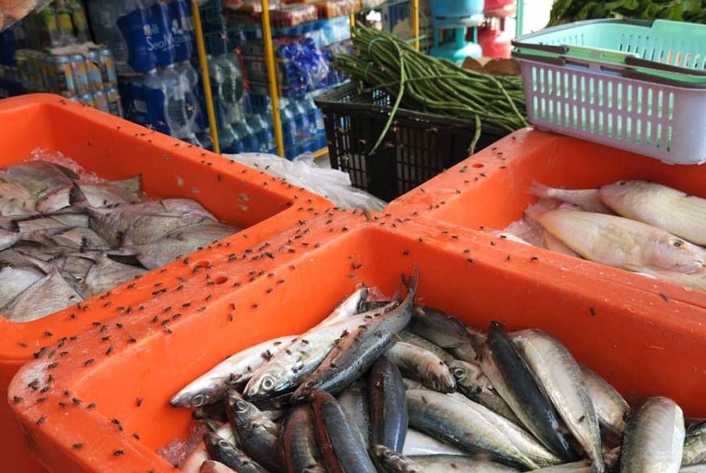 Keadaan lalat memenuhi kawasan kedai runcit di Kampung Seri Cheeding pada Ahad.