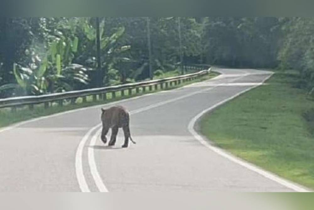 Che Fiti Zulhilmi yang berkongsi video berkenaan kepada penduduk setempat meminta pengguna jalan raya lain berwaspada ketika menggunakan laluan berkenaan.