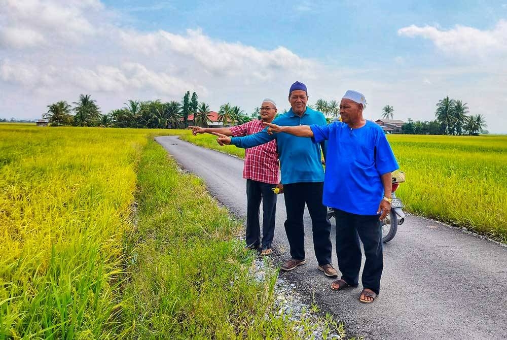 Dari kiri; Mohd Sobri, Idris dan Khashim menunjukkan tanaman padi yang menanti masa untuk dituai.