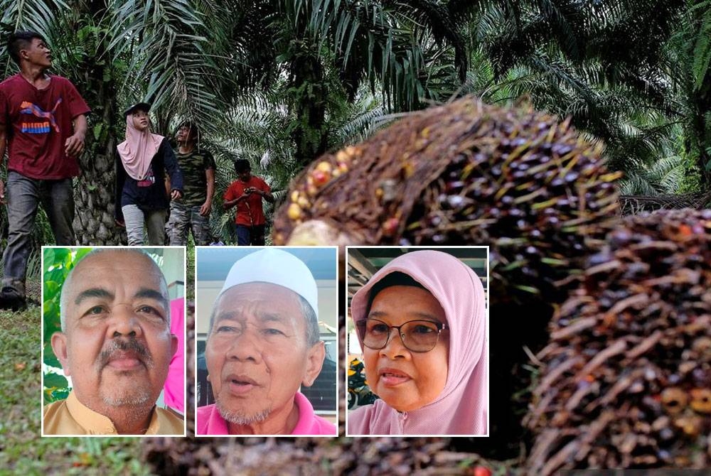 Peneroka Felda harap Belanjawan 2024 dapat mengurangkan beban mereka termasuk generasi kedua. - Foto Bernama (Gambar kecil dari kiri: Samini, Mazelan dan Siti Saemah)