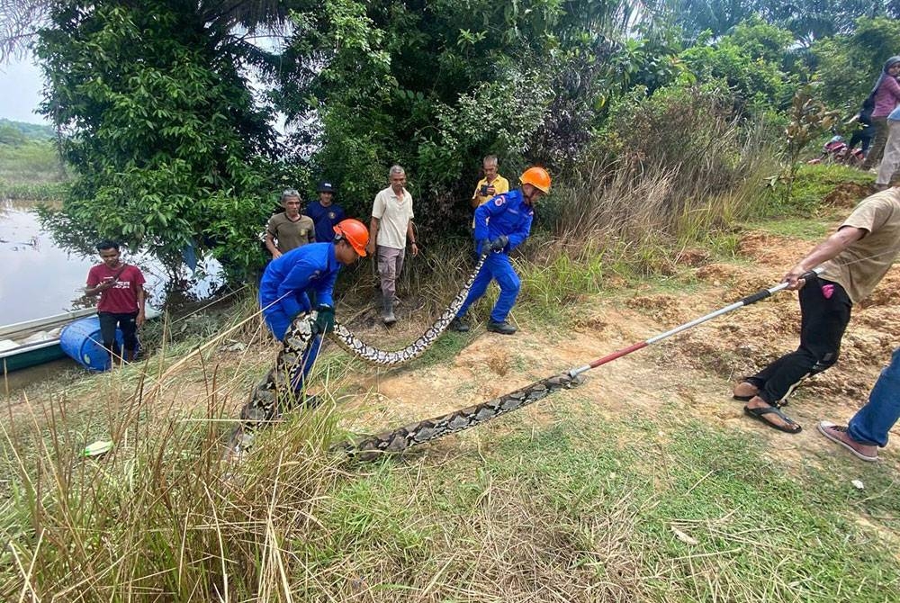 Ular sawa seberat 80kg ditangkap di Kampung Sungai Tembak, Baling pada Jumaat.