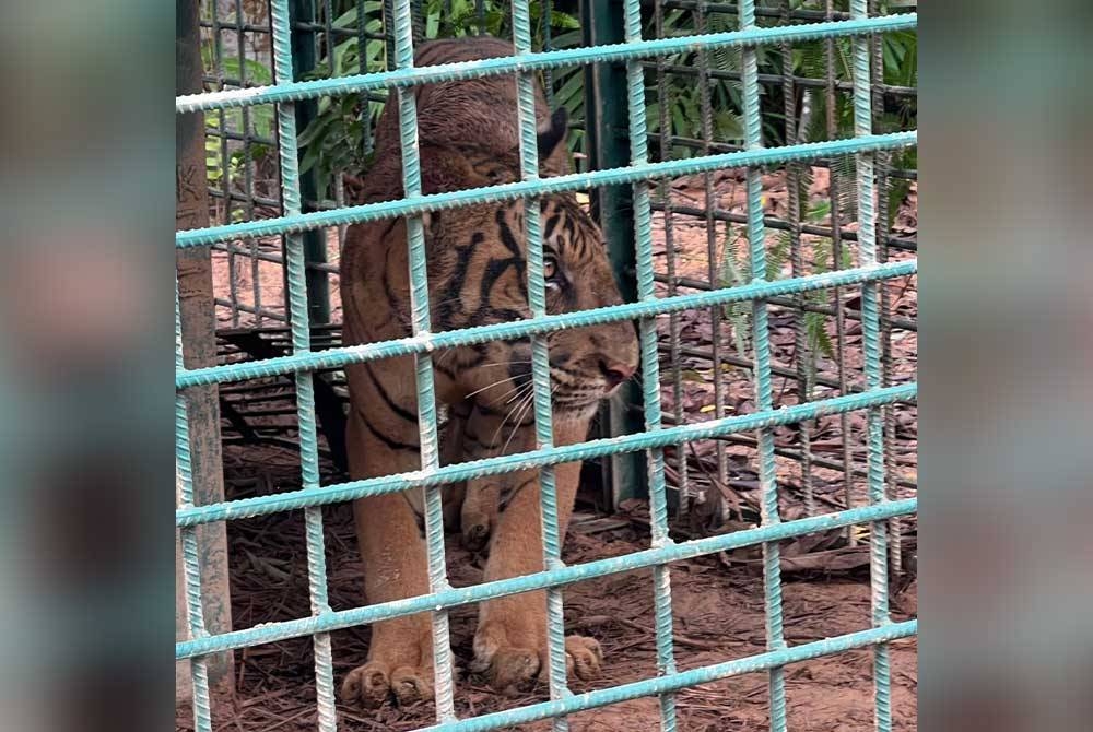 Apek Bihai berjaya ditangkap Perhilitan Kelantan di Kampung Hak, Pos Bihai, Gua Musang pada Jumaat.