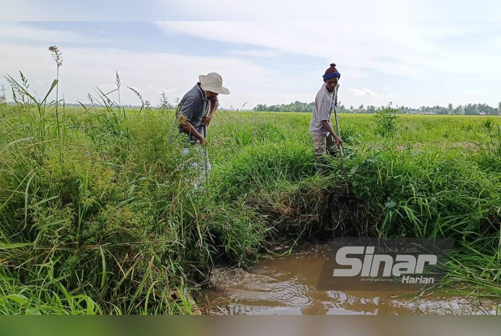 Para petani menunjukkan tali air yang kecil selain ditumbuhi rumput panjang yang menghalang pengairan air dari petak sawah.