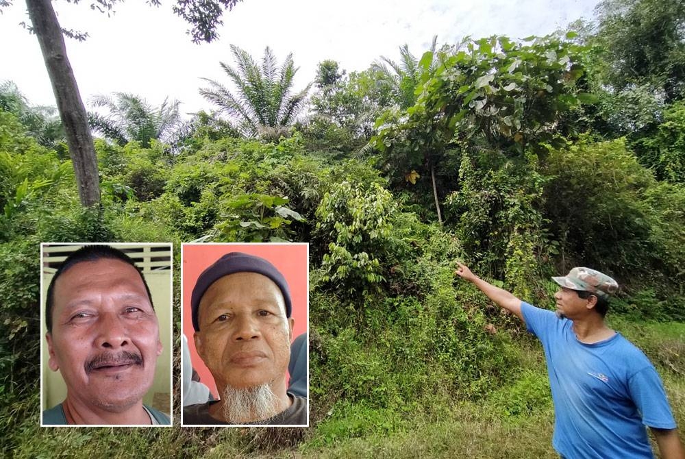 Syed Rosli menunjukkan keadaan ladang kelapa sawit yang dipenuhi belukar. Gambar kecil dari kiri: Mohd Zul, Shaari