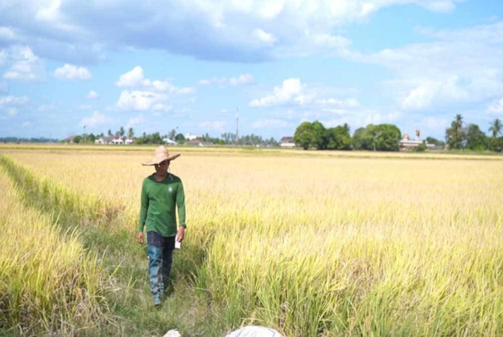 Nafas yakin akan terus diberi kepercayaan oleh kerajaan untuk terlibat dalam agenda pembuatan dan pembekalan baja bersubsidi kepada golongan pesawah di negara ini. - Gambar hiasan