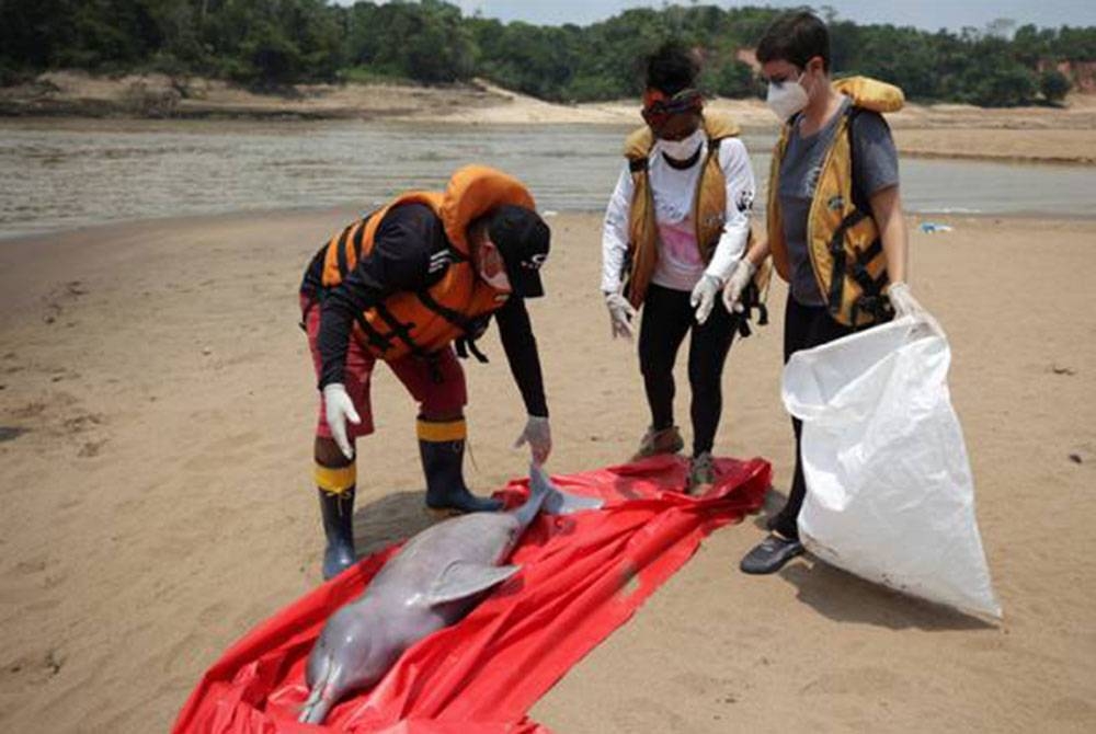 Para penyelidik dari Institut Mamiraua memeriksa ikan lumba-lumba yang ditemui mati di tasik Tefe, Brazil. - Foto Reuters