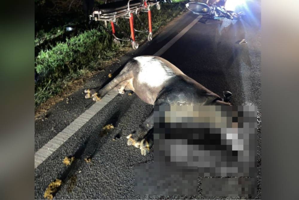 Pengguna Jalan Kota Tinggi-Kluang diminta berhati-hati dengan kehadiran tapir bagi mengelak kemalangan berlaku.