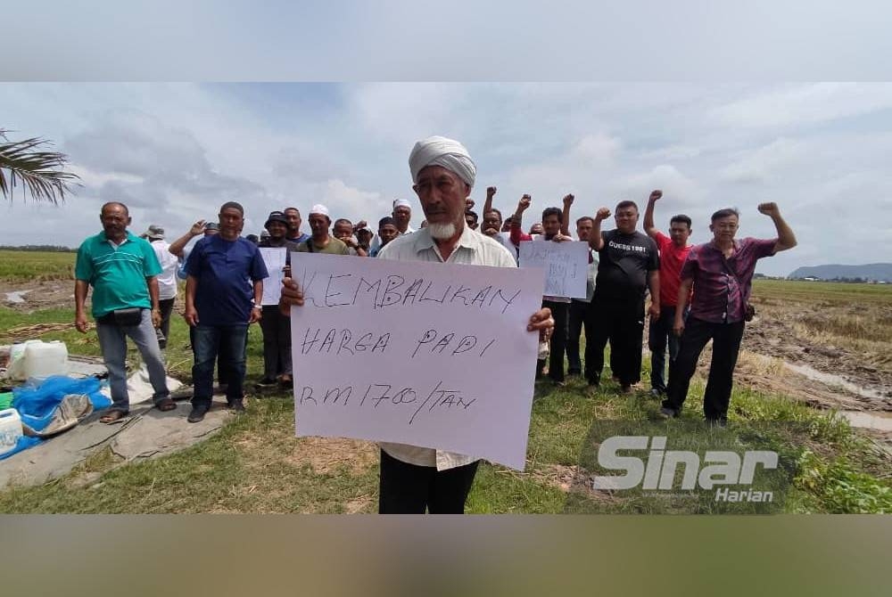 Pesawah menuntut harga padi dinaikkan semula kepada RM1,700 per tan.