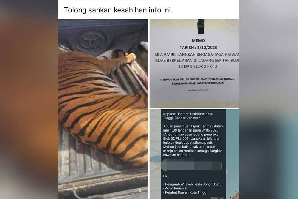 Perhilitan Johor menafikan seekor harimau belang berkeliaran di Air Tawar 5, Semenchu, Kota Tinggi sebaliknya mendakwa kejadian itu berlaku di Perak.