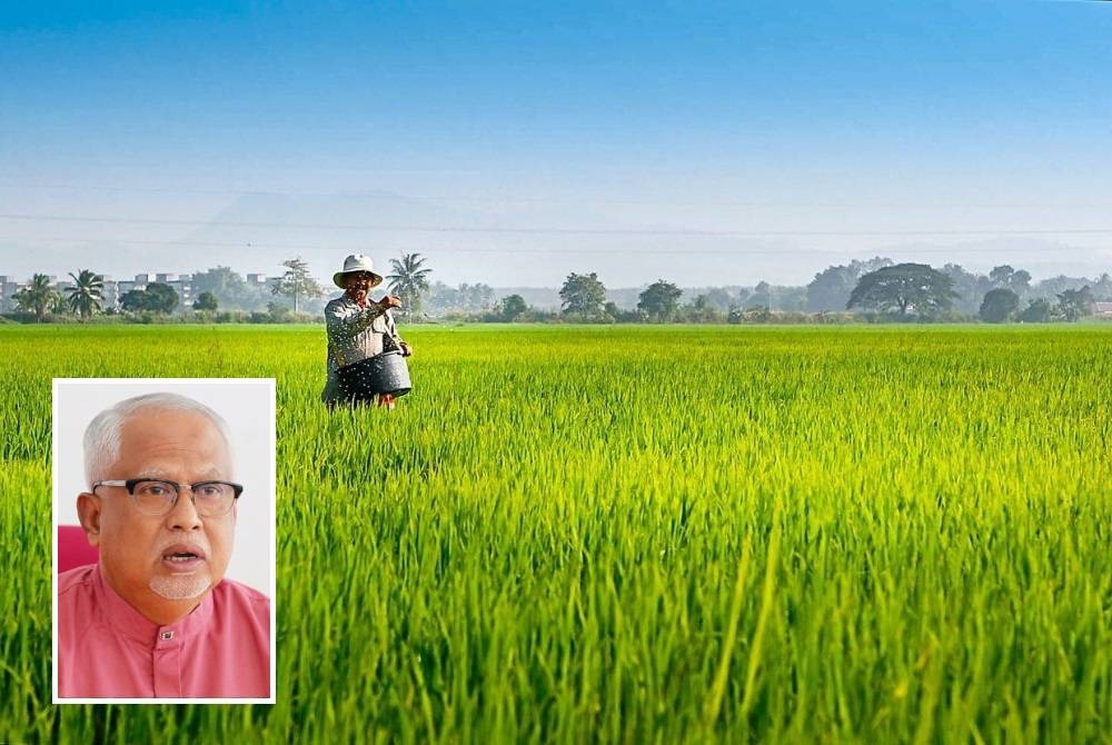 Kerajaan diharap mendengar rintihan pesawah dengan memasukkan tiga perkara berkaitan industri padi dalam Belanjawan 2024 yang akan dibentangkan pada Jumaat. - Gambar hiasan (Gambar kecil: Mahfuz)