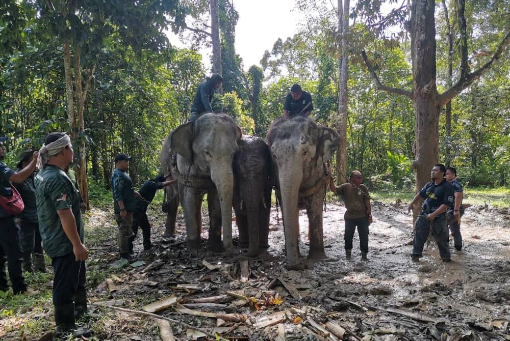 Gajah liar diberi nama Yob Jagor berjaya dipindahkan dalam operasi melibatkan Perhilitan Perak dan PKGK Kuala Gandah, Pahang. - Foto Ihsan pembaca