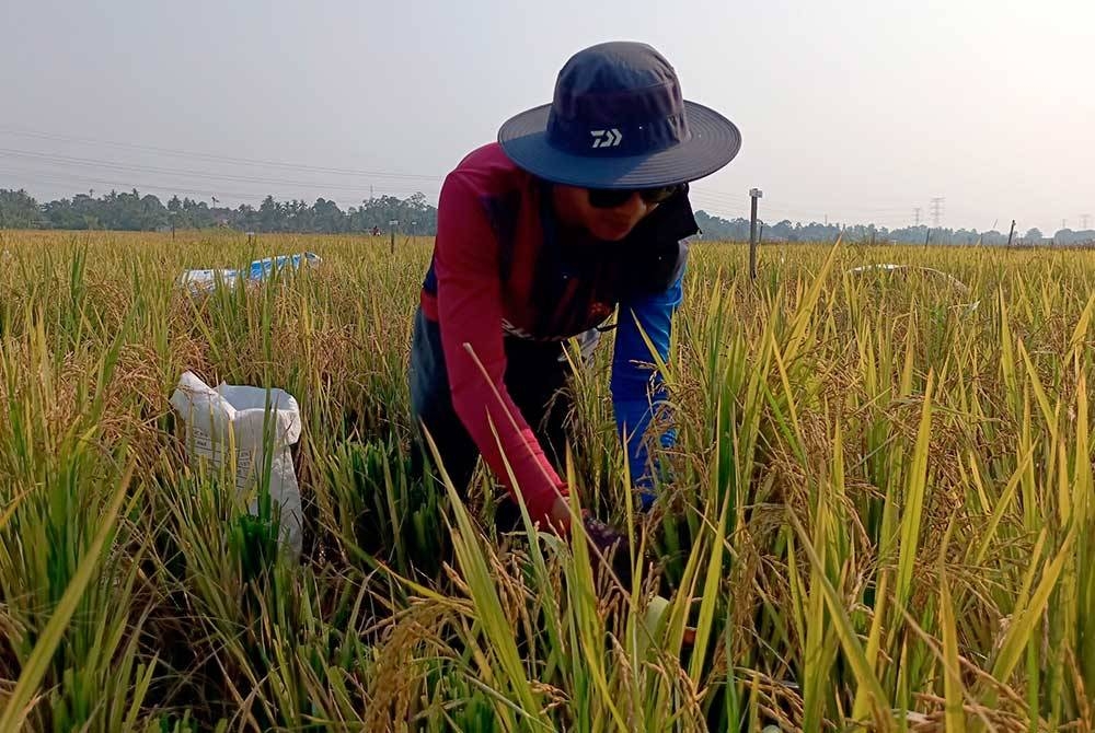 Kerajaan memutuskan untuk meningkatkan harga lantai belian padi kepada RM1,300 per tan demi membantu pendapatan pesawah. - Gambar hiasan