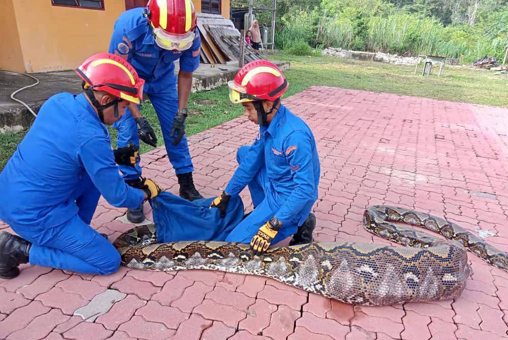 Anggota APM Kubang Pasu menangkap seekor ular sawa batik di sebuah kandang kambing di Batu 7 Kampung Guar Batu Hitam pada Khamis.