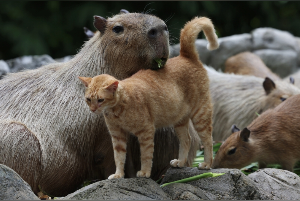 Kehadiran ‘Oyen’, kucing yang tular ‘bersahabat’ baik dengan tikus gergasi, Capybara telah melonjakkan kedatangan pengunjung ke Zoo Negara hingga melebihi 3,000 orang pada hujung minggu. - Foto Bernama